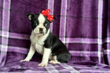Gorgeous Boston terrier puppies Image eClassifieds4u 3