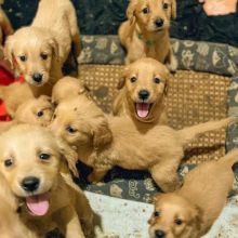 Pedigree Golden Retriever Puppies Image eClassifieds4U