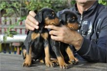 Sweet, affectionate and intelligent Doberman puppies. Image eClassifieds4u 3