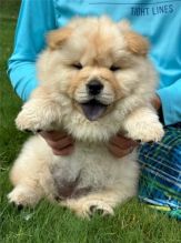 Well socialized Chow Chow Puppies Image eClassifieds4u 2