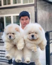 Well socialized Chow Chow Puppies Image eClassifieds4u 2
