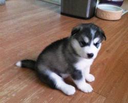 Male and female Siberian husky puppies available Image eClassifieds4u