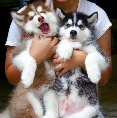 Top quality male and female Siberian Husky puppies. Image eClassifieds4u