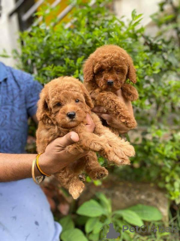 Toy Poodle puppies ready now for a good family Image eClassifieds4u