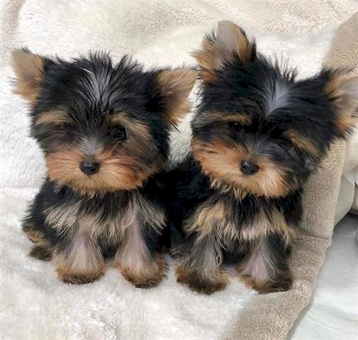 Yorkie puppies Image eClassifieds4u