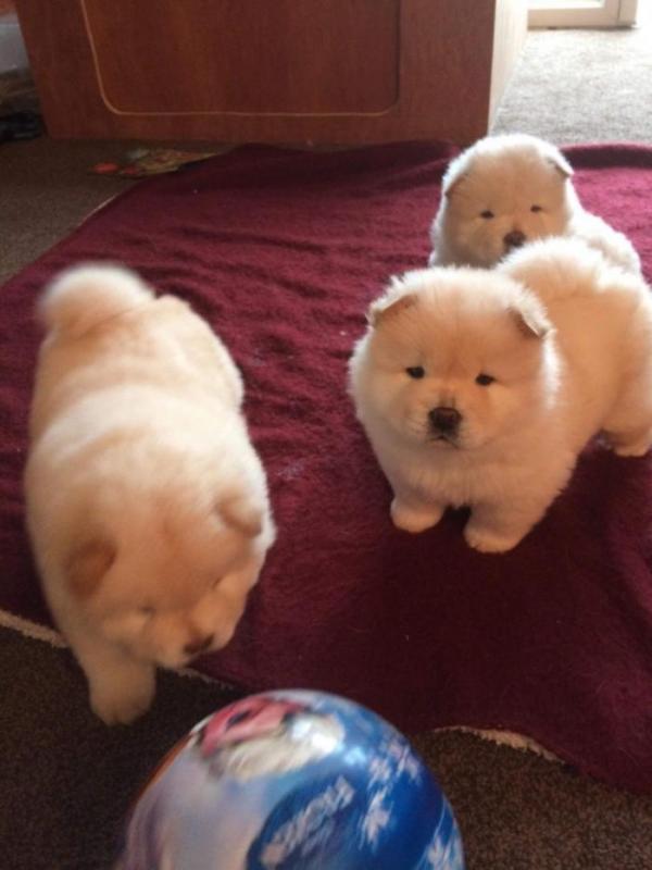 🐻🐻Beautiful Chow Chow Puppies✅ Image eClassifieds4u