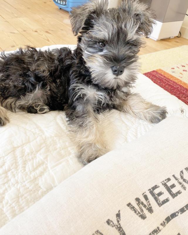 🐾 Champion bloodline KC Miniature Schnauzer 🐾 Image eClassifieds4u