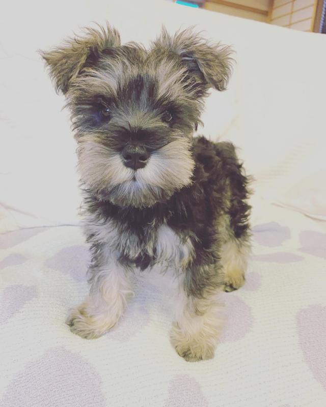 🐾 Champion bloodline KC Miniature Schnauzer 🐾 Image eClassifieds4u