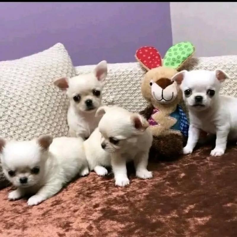 ❤️‍🔥KC Reg Chihuahua Puppies READY NOW ❤️‍🔥 Image eClassifieds4u