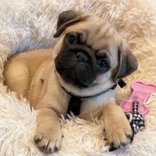3 Pug puppies for sale. 2 boys and 1 girl