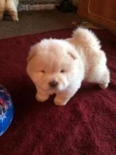 4 Gorgeous Chow Chow Puppies