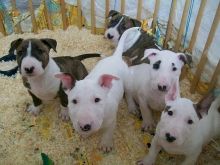 A* KC reg English bull terrier puppies