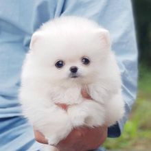 Adorable Pomeranian Puppies For Adoption