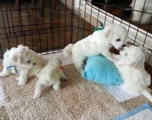 Beautifu lPedigree Bichon Frise puppies READY TOGO