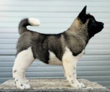 Beautiful American akita puppies