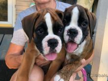 Beautiful Boxer puppies for good home
