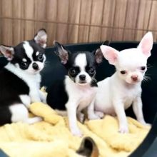 Beautiful Smooth Coat and Long haired Chihuahua Puppies