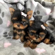Beautiful yorkshire terrier puppies