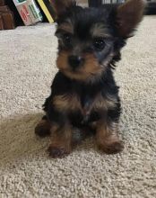 Cute male and female Yorkshire Terrier puppies for adoption.