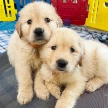 Gorgeous KC Registered Golden Retriever Puppies 🐾
