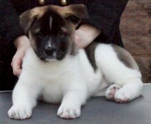 Home Trained Akita Puppies For Adoption