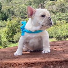 KC REGISTERED Quality French bulldogs