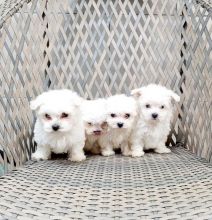 Maltese puppies ready to go