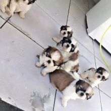 Shih Tzu puppies 3 girls 2 boys READY Now