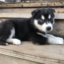 Siberian Husky blue eyed pups