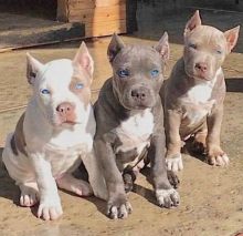 STANDARD American bully puppies
