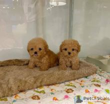 stunning tiny toy poodle babies