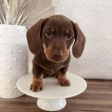 Tan Miniature Dachshund Puppies