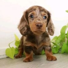 True Mini Dachshunds Puppy’s