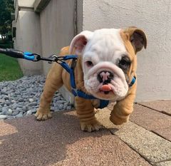 4 gorgeous bulldog puppies for sale. All perfect Image eClassifieds4u