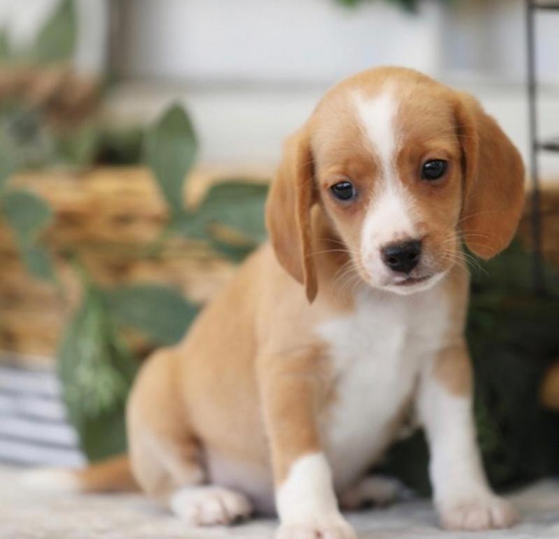 Adorable male and female Beagle puppies for adoption Image eClassifieds4u