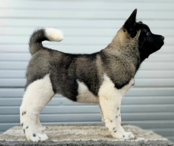 Beautiful American akita puppies Image eClassifieds4u