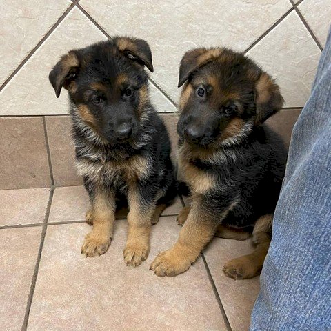 Beautiful German Shepherd Puppies Image eClassifieds4u