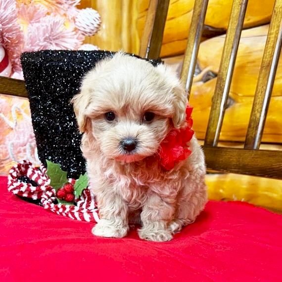 Beautiful little Maltipoo puppies Image eClassifieds4u