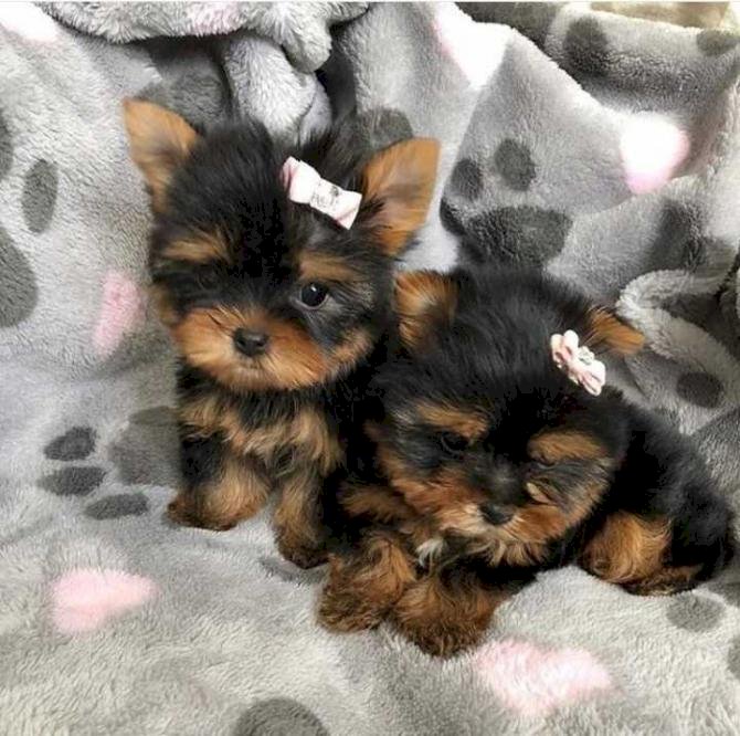 Beautiful yorkshire terrier puppies Image eClassifieds4u