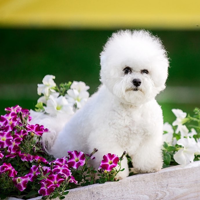 Bichon Frize puppies💯🆑 Image eClassifieds4u