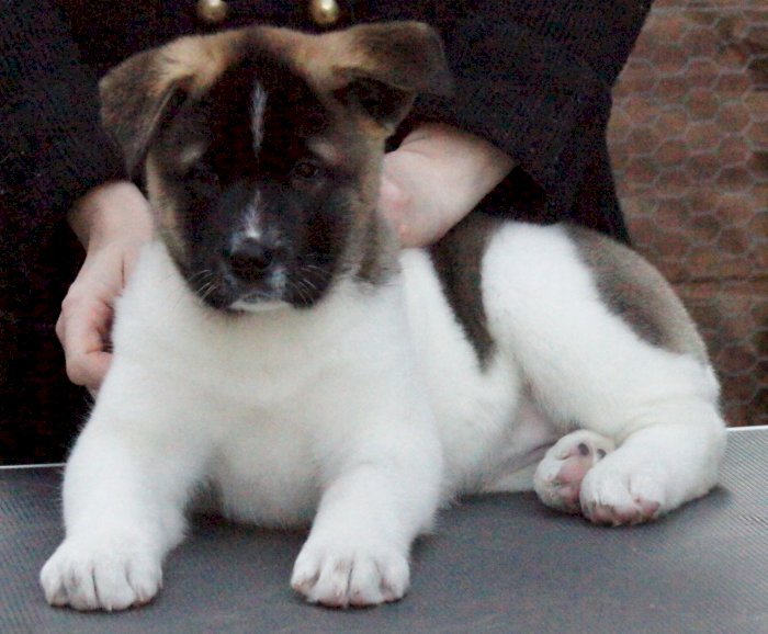 Home Trained Akita Puppies For Adoption Image eClassifieds4u