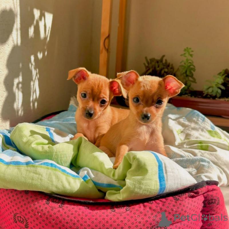 Home Trained Doberman Puppies Image eClassifieds4u