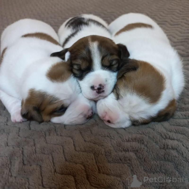 Jack Russell Terrier puppies❗❗❗❗ Image eClassifieds4u