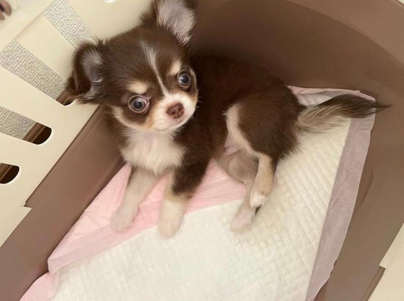 Lovely Male and Female Chihuahua Puppies for Adoption Image eClassifieds4u