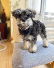 🐾 Champion bloodline KC Miniature Schnauzer 🐾 Image eClassifieds4u 1