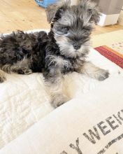 🐾 Champion bloodline KC Miniature Schnauzer 🐾 Image eClassifieds4u 2