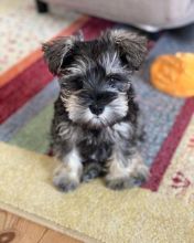 🐾 Champion bloodline KC Miniature Schnauzer 🐾 Image eClassifieds4u 3