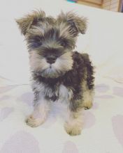 🐾 Champion bloodline KC Miniature Schnauzer 🐾 Image eClassifieds4u 4