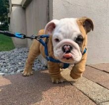 4 gorgeous bulldog puppies for sale. All perfect Image eClassifieds4U