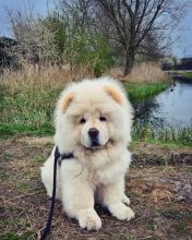 Amazing Border Collie puppies Image eClassifieds4U